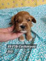 F1b Cockerpoo F#3, a female Cockapoo for sale in Princeton, KY – 1 of 1