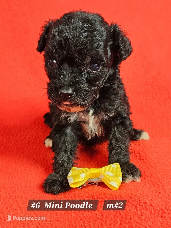 Miniature Poodle Male # 2  Yellow  – Poodle - Miniature  puppy for sale in Princeton, KY