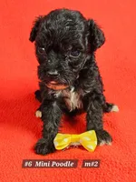 Miniature Poodle Male # 2  Yellow , a male Poodle - Miniature  for sale in Princeton, KY – 1 of 1