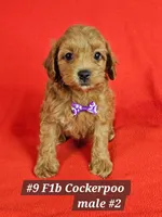 F1b Cockerpoo Male #2, a male Cockapoo for sale in Princeton, KY – 3 of 4