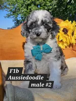 Reduced  F1b Aussiedoodle , a male Aussiedoodle and Poodle - Standard  for sale in Princeton, KY – 1 of 7