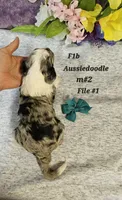 F1b Aussiedoodle , a male Aussiedoodle and Poodle - Standard  for sale in Princeton, KY – Photo 2 of 6