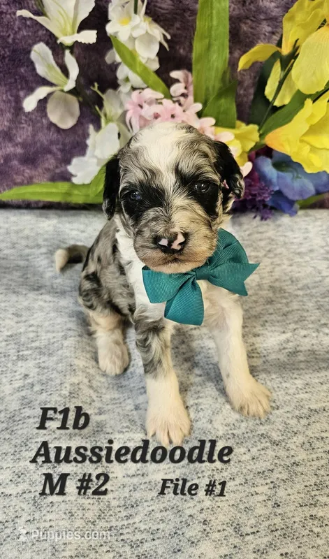 F1b Aussiedoodle  – Aussiedoodle, Poodle - Standard  puppy for sale in Princeton, KY
