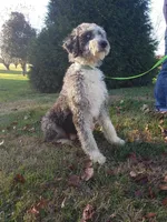 F1b Aussiedoodle m1, a male Aussiedoodle and Poodle - Standard  for sale in Princeton, KY – Photo 4 of 4