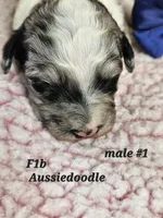 F1b Aussiedoodle m1, a male Aussiedoodle and Poodle - Standard  for sale in Princeton, KY – Photo 2 of 4