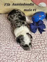 F1b Aussiedoodle m1, a male Aussiedoodle and Poodle - Standard  for sale in Princeton, KY – Photo 3 of 4