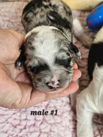 F1b Aussiedoodle m1, a male Aussiedoodle and Poodle - Standard  for sale in Princeton, KY – Photo 1 of 4