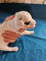 F1b Cavapoo M, a male Cavapoo for sale in Princeton, KY – 3 of 5