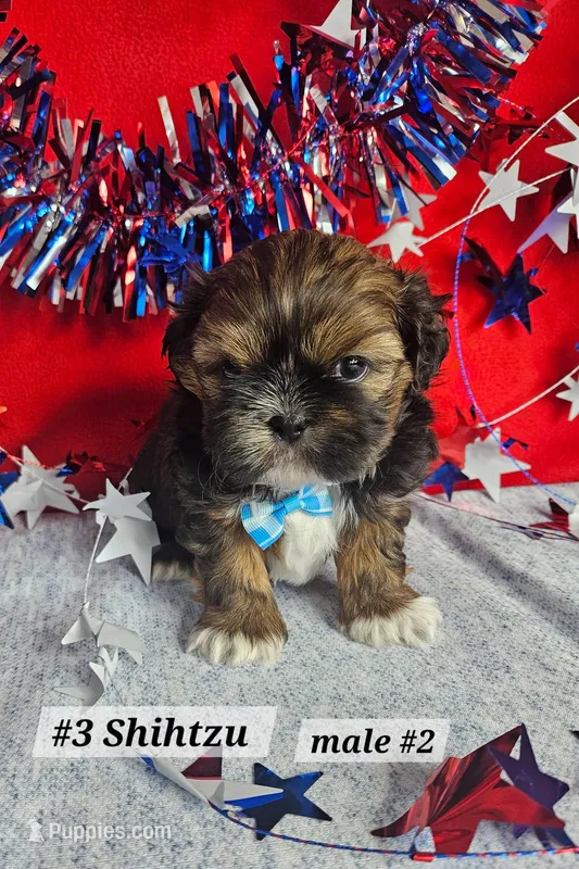 Shih tzu m#2 – Shih Tzu puppy for sale in Princeton, KY