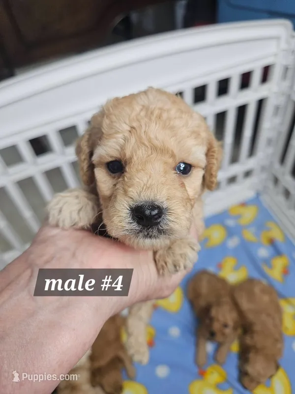F1b Miniature Goldendoodles m #4 – Miniature Goldendoodle puppy for sale in Princeton, KY