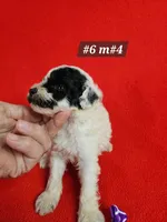 Pending Miniature Poodle M#2, a male Poodle - Miniature  for sale in Princeton, KY – 5 of 8