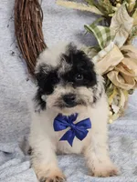 Miniature Poodle M#4, a male Poodle - Miniature  for sale in Princeton, KY – 2 of 5