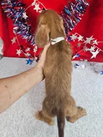 Miniature Dachshund M #2  reduced , a male Miniature Dachshund for sale in Princeton, KY – 3 of 6