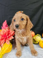 F1b Mini Goldendoodle F#2, a male Miniature Goldendoodle for sale in Princeton, KY – 4 of 6