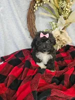 Miniature Poodle F #2, a female Poodle - Miniature  for sale in Princeton, KY – 2 of 6