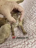 F1b Lhasapoo F 3, a female Lhasapoo for sale in Princeton, KY – Photo 2 of 2