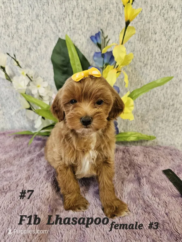 F1b Lhasapoo F 3 – Lhasapoo puppy for sale in Princeton, KY