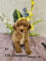 F1b Lhasapoo F 3, a female Lhasapoo for sale in Princeton, KY – 1 of 3
