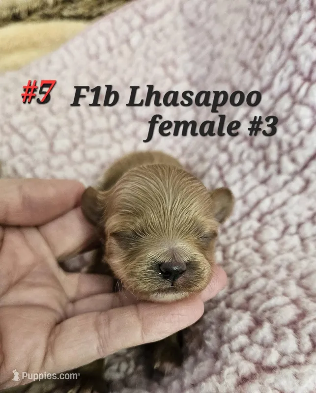 F1b Lhasapoo F 3 – Lhasapoo puppy for sale in Princeton, KY