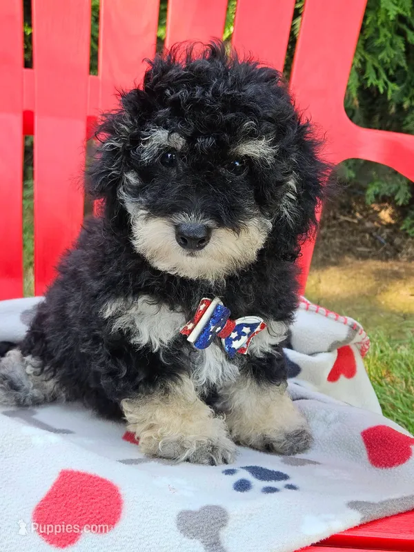 Bichpoo -Pochon  – Bichpoo puppy for sale in Princeton, KY
