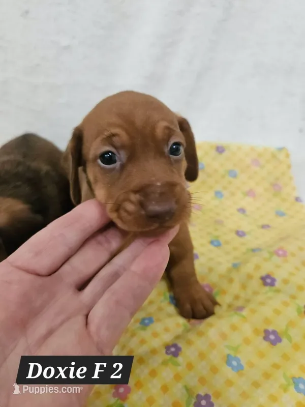 Minaiture Dachshund F #2 – Miniature Dachshund puppy for sale in Princeton, KY