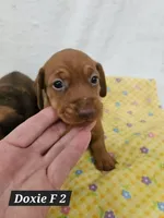 Minaiture Dachshund F #2, a male Miniature Dachshund for sale in Princeton, KY – 1 of 1