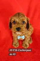 F1b Cockerpoo M #3, a male Cockapoo for sale in Princeton, KY – 3 of 5