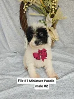 Miniature Poodle M#2, a male Poodle - Miniature  for sale in Princeton, KY – 2 of 5