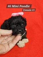 Miniature Poodle F#1, a female Poodle - Miniature  for sale in Princeton, KY – 6 of 6
