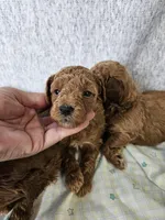 F1b Goldendoodle Mini F 2, a female Miniature Goldendoodle for sale in Princeton, KY – Photo 2 of 4
