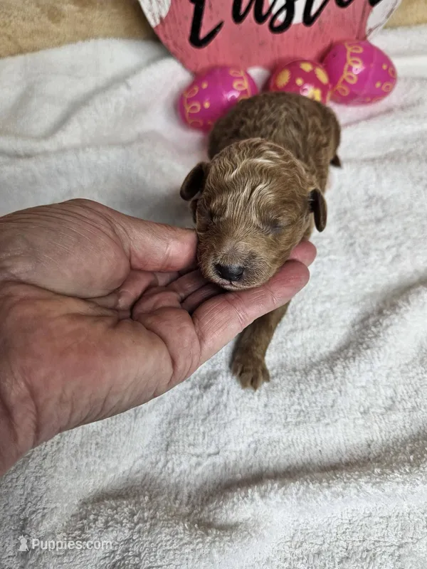 F1b Goldendoodle Mini F 2 – Miniature Goldendoodle puppy for sale in Princeton, KY