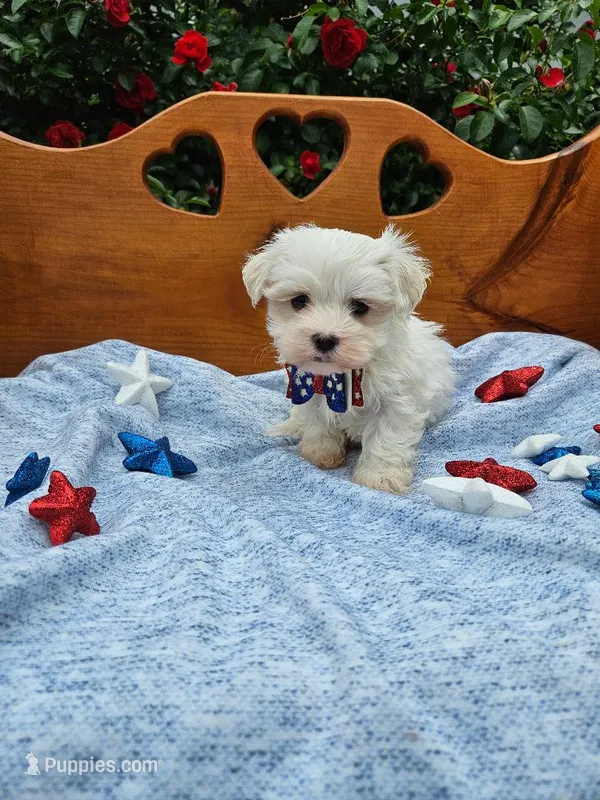 F1b Maltipoo   m – Maltipoo puppy for sale in Princeton, KY