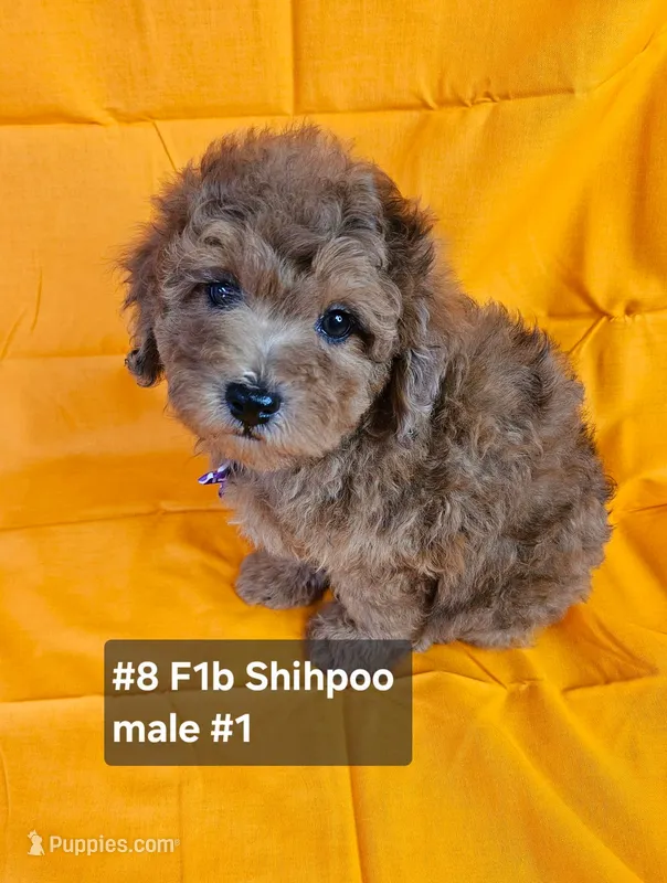 F1b Shih-Poo M#2 – Shih Tzu, Poodle - Miniature  puppy for sale in Princeton, KY