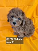 F1b Shih-Poo M#2, a male Shih Tzu and Poodle - Miniature  for sale in Princeton, KY – 1 of 10