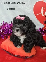 Mini  Poodle  F, a female Poodle - Miniature  for sale in Princeton, KY – Photo 5 of 6