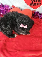 Mini  Poodle  F, a female Poodle - Miniature  for sale in Princeton, KY – Photo 2 of 6