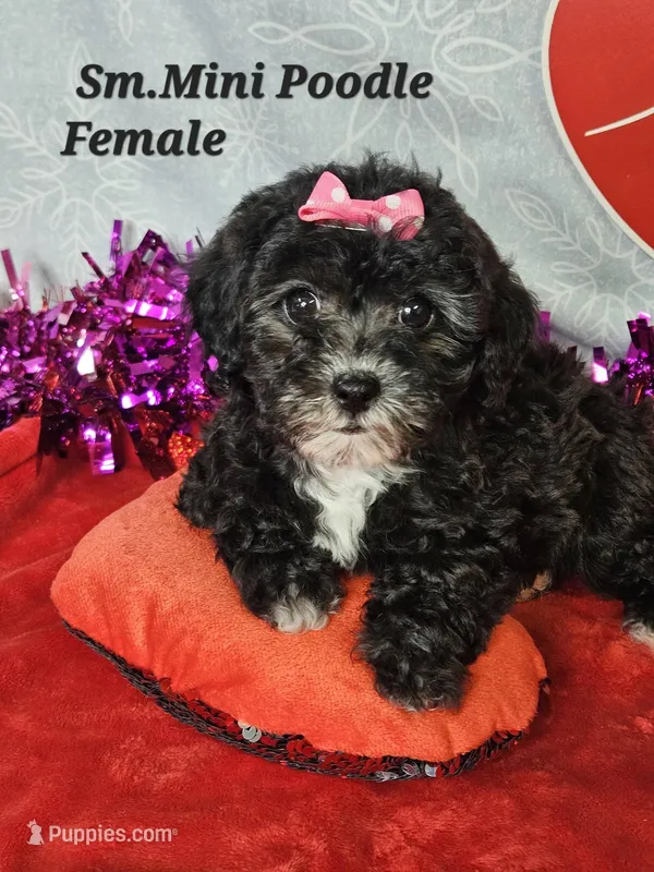 Mini  Poodle  F