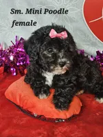 Mini  Poodle  F, a female Poodle - Miniature  for sale in Princeton, KY – Photo 3 of 6