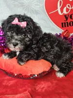 Mini  Poodle  F, a female Poodle - Miniature  for sale in Princeton, KY – Photo 6 of 6