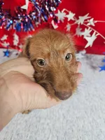 Miniature Dachshund M #2  reduced , a male Miniature Dachshund for sale in Princeton, KY – 4 of 6