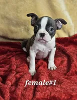 Frenchton  F, a female Boston Terrier and French Bulldog for sale in Princeton, KY – 4 of 5