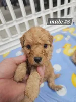 F1b Miniature Goldendoodles m #5, a male Miniature Goldendoodle for sale in Princeton, KY – 1 of 1