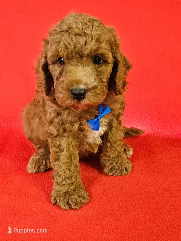 F1b Cockapoo m #1  – Cockapoo puppy for sale in Princeton, KY