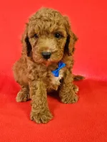 F1b Cockapoo m #1 , a male Cockapoo for sale in Princeton, KY – 1 of 2