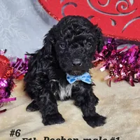 F1b Pochon M#1, a  Bichpoo for sale in Princeton, KY – Photo 1 of 2