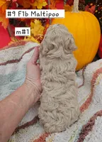F1b Maltipoo Male #1 (9), a male Maltipoo and Poodle - Toy  for sale in Princeton, KY – 3 of 5