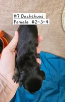 Dachshund F#2-3-4 , a female Miniature Dachshund for sale in Princeton, KY – 2 of 3