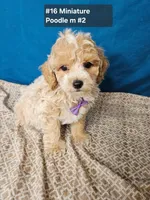 Minature Poodle M#2, a male Poodle - Miniature  for sale in Princeton, KY – 4 of 7