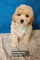 Minature Poodle M#3, a male Poodle - Miniature  for sale in Princeton, KY – 3 of 5