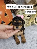 F1b Yorkiepoo F 1, a male Yorkipoo for sale in Princeton, KY – 2 of 3